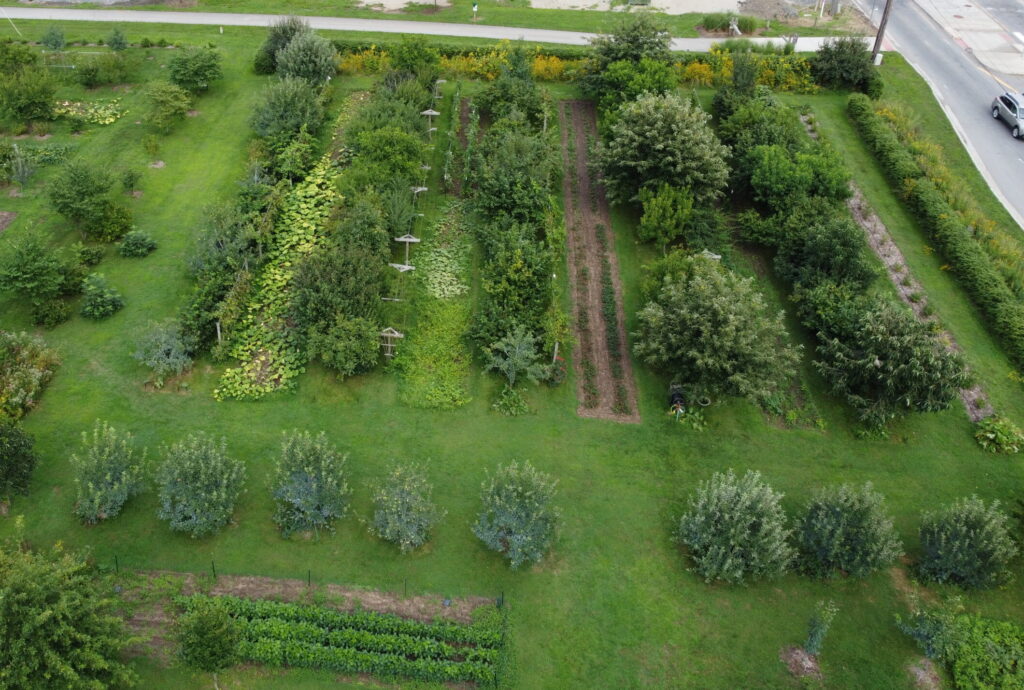 Drone view of east orchard